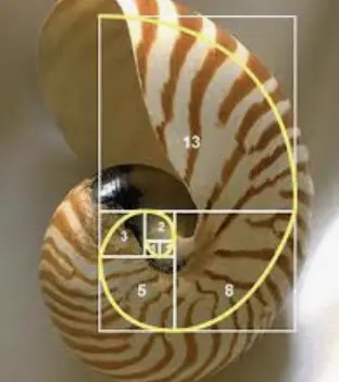 The Golden Ratio